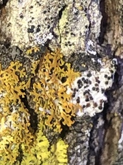 Xanthomendoza weberi