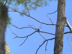Melanerpes cruentatus