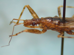 Pygolampis pectoralis