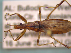 Pygolampis pectoralis