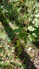 Scrophularia lanceolata