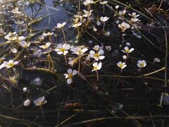 Ranunculus aquatilis
