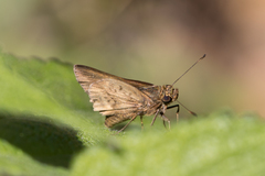 Psoralis stacara