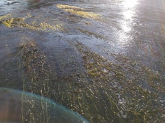 Ranunculus aquatilis