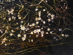 Ranunculus aquatilis