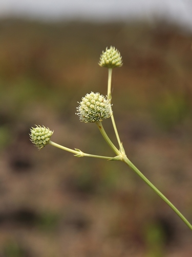 Eryngium juncifolium