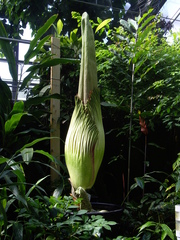 Amorphophallus titanum