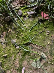 Vaucheria