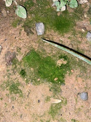 Vaucheria