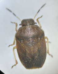 Neottiglossa pusilla