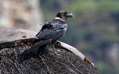 Corvus albicollis