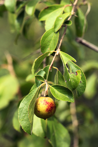 Flacourtia indica image