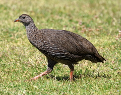 Cape Spurfowl photo 2