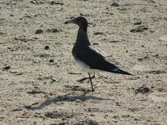 Ichthyaetus hemprichii