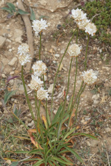 Armeria alliacea