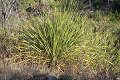 Dasylirion texanum