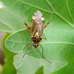 Rhabdomiris striatellus