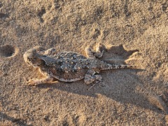 Phrynosoma goodei