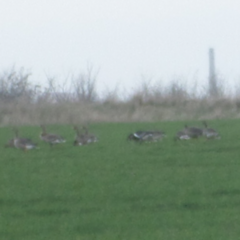 Branta ruficollis