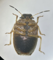 Neottiglossa pusilla