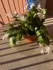 Schlumbergera truncata
