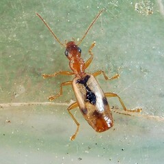 Demetrias imperialis