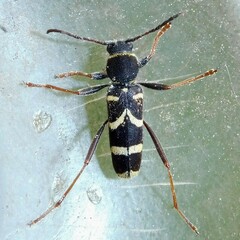 Clytus arietis