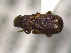 Goniocloeus bimaculatus