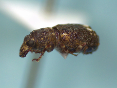 Goniocloeus bimaculatus