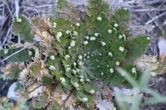 Selaginella lepidophylla