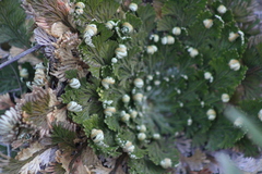 Selaginella lepidophylla