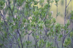 Fraxinus greggii