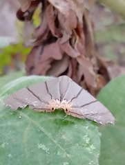 Orudiza protheclaria