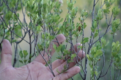 Fraxinus greggii