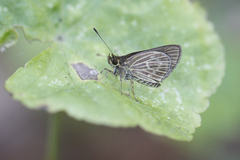Callimormus interpunctata