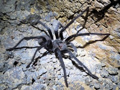 Aphonopelma xwalxwal