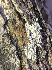 Caloplaca cerina