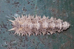 Dasysyrphus