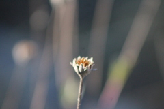 Wedelia hispida