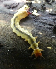 Dendroides canadensis