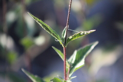 Wedelia hispida