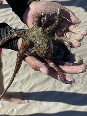 Octopus bimaculoides