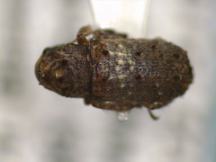 Toxonotus cornutus