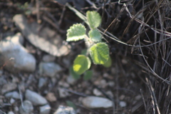 Acalypha monostachya