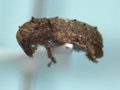 Toxonotus cornutus