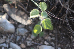 Acalypha monostachya