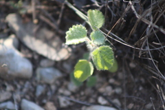 Acalypha monostachya