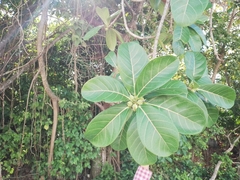 Ficus obtusifolia
