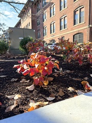 Euphorbia cotinifolia