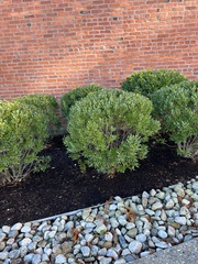 Buxus microphylla
